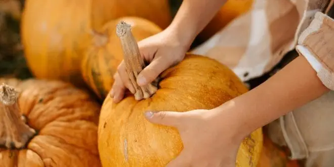 Cherished Traditions That Make Fall Special