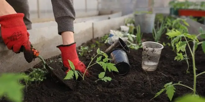 Simple Steps to Grow a Vegetable Garden