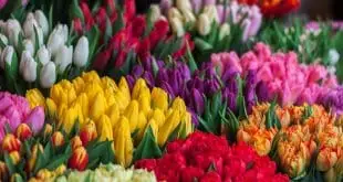 Best Places to Buy Fresh Flowers