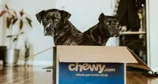 Best Places for Pet Medicines