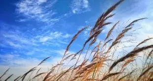 Talking To The Wind