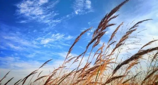 Talking To The Wind