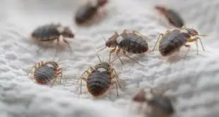 Don’t Let Bed Bugs In