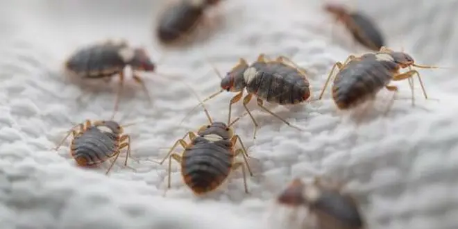 Don’t Let Bed Bugs In