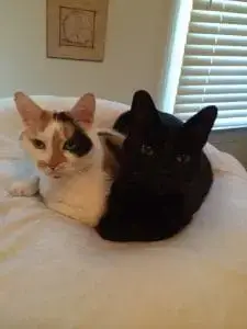 cats